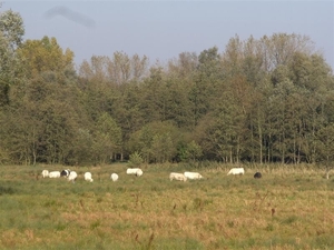 20111023.Molsbroek enPark(Lokeren) 012 (Medium)