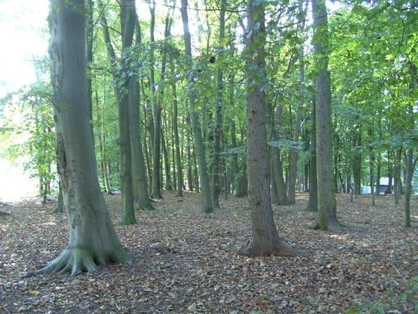 20111023.Molsbroek enPark(Lokeren) 049 (Medium)