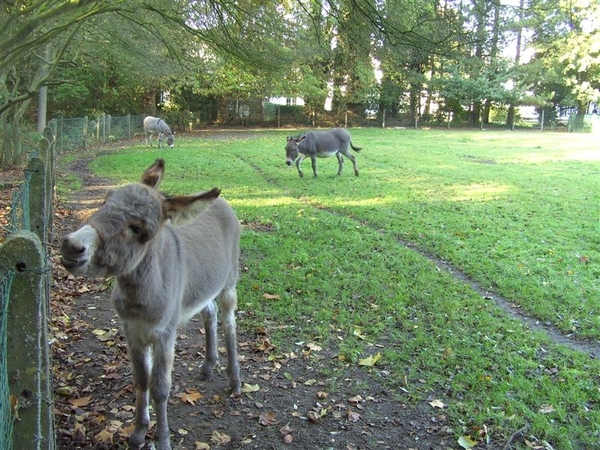 20111023.Molsbroek enPark(Lokeren) 052 (Medium)