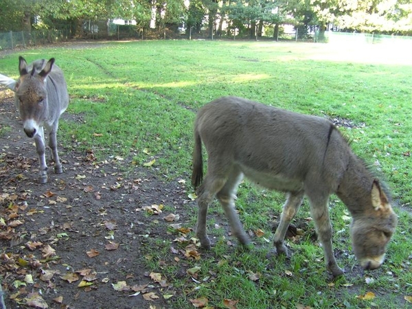 20111023.Molsbroek enPark(Lokeren) 055 (Medium)