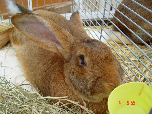 Bakenbos 04-06-2006 036