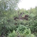 DSCN0664