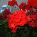 DSCN0722