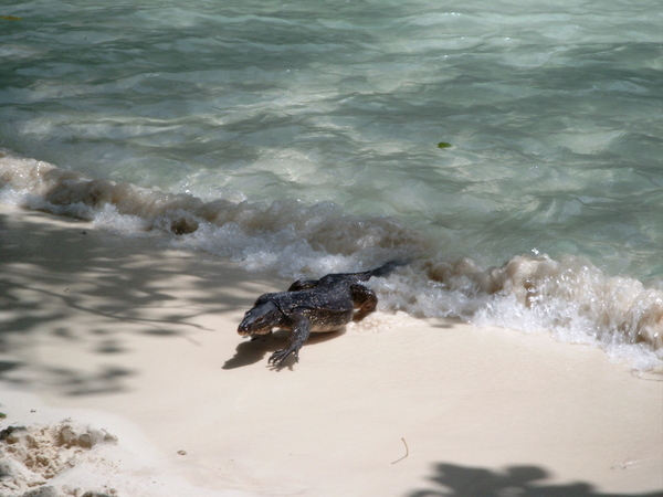 tropisch eiland Thailand varaan uit zee