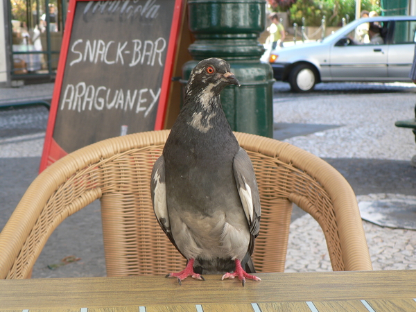 Madeira snack-bar iets lekkers op het menu?