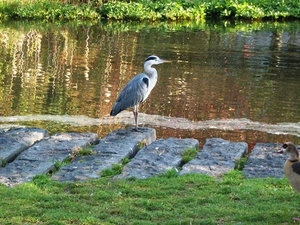 11-Vijver in de wijk-Jette