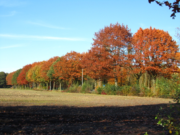 Wandelen