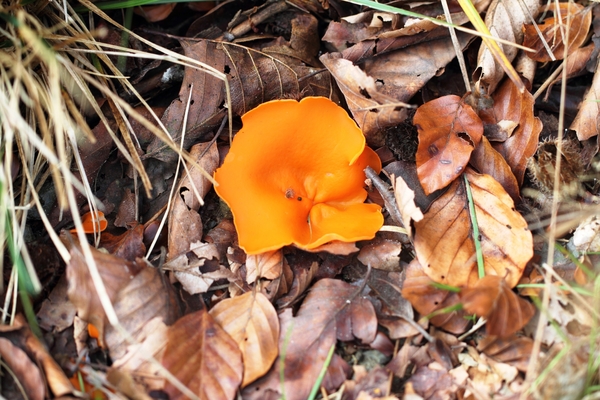 DPP_5251 GROTE ORANJE BEKERZWAM