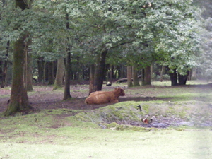 ardenen 2009 043