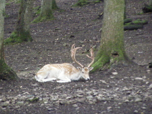 ardenen 2009 045