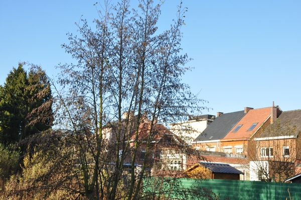 001 HERFST WANDELING MET LENTE ALLURES...!