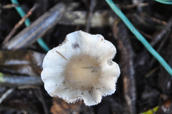 001 ...UIT HET HART...!