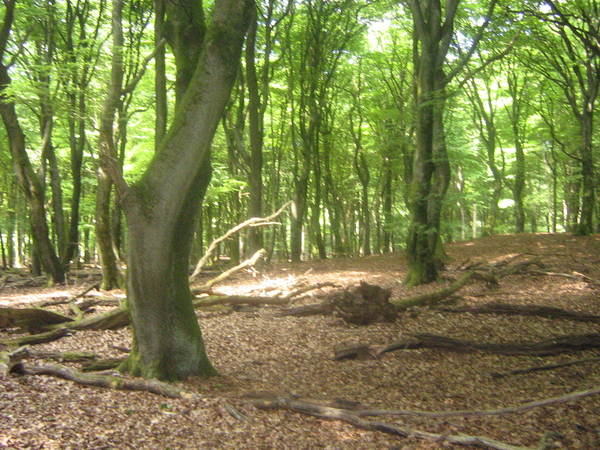 zon door de bomen in het bos
