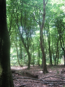 frisse jonge blaadjes aan de bomen