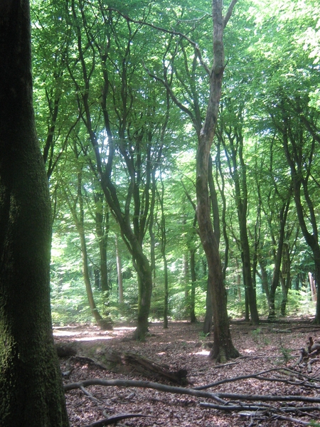 frisse jonge blaadjes aan de bomen