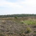 veluwe    2008