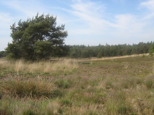 vroeg in het voorjaar 2008