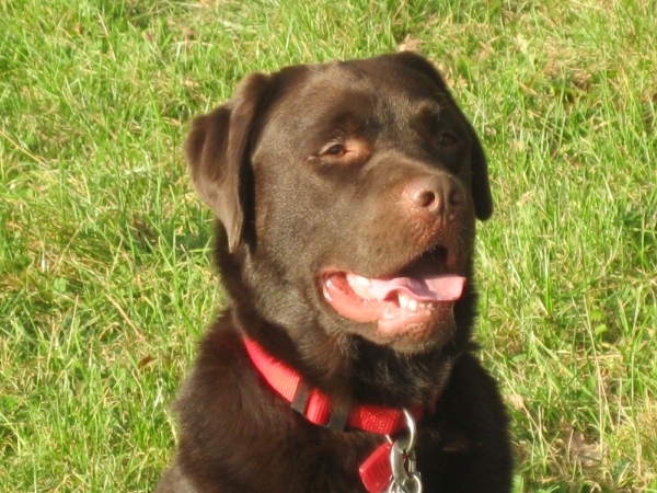 2341 Hond zkt. vr.