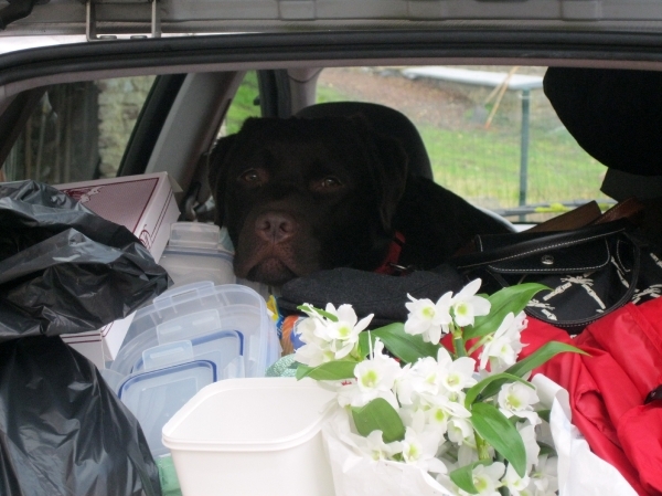 2362 Is dit nog verantwoord volgens Gaia ?