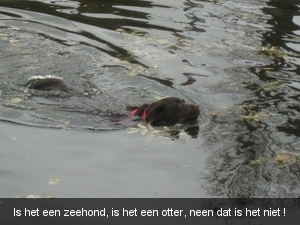 Is het een zeehond, is het een otter, neen dat is het niet