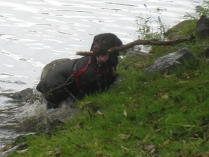 IMG_4338   Otter Hades gaat een dam bouwen