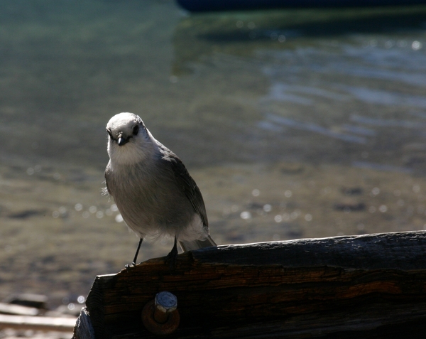 Gray Jay