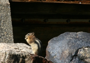 Golden-mantled ground squirrel