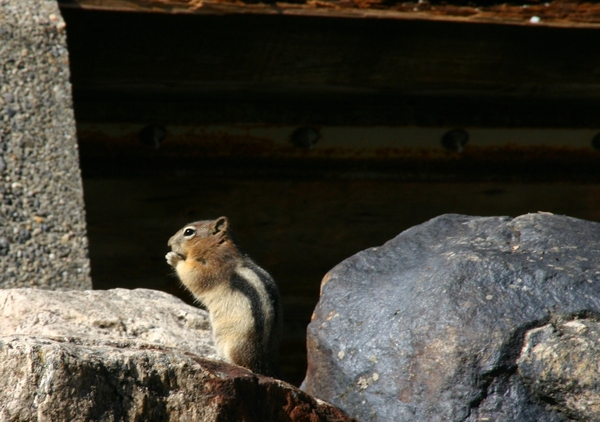 Golden-mantled ground squirrel