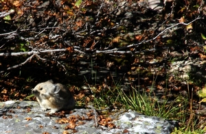 Pika