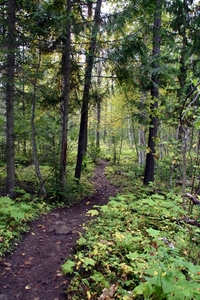 Wells Gray Park - op weg naar Moul Falls