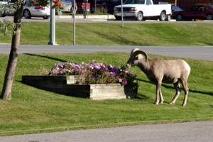 Bighorn sheep in Radium Hot Springs