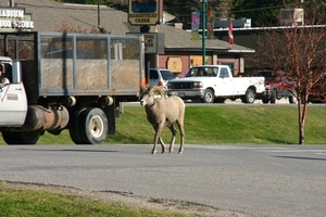 Bighorn sheep in Radium Hot Springs