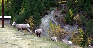 Op wandel in Kootenay National Park