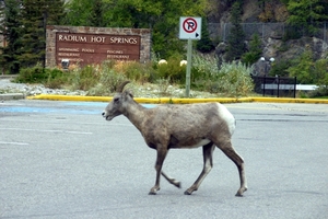 Op wandel in Kootenay National Park