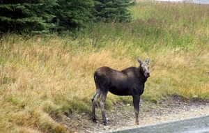 Kootenay National Park - moose (?)