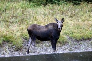 Kootenay National Park - moose (?)