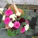Ingez.bl.st. ned.dahliaver.Leiden 2006
