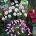 dcp_0024