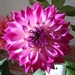 sturm 2008