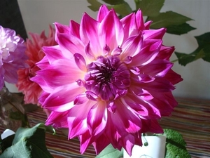 sturm 2008