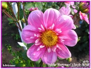 hartenaas