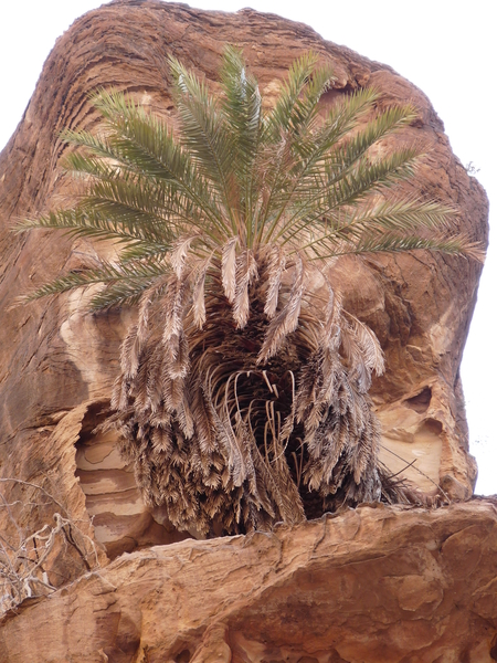 tevoet Jordanie wadi guweir onbereikbare palmboom