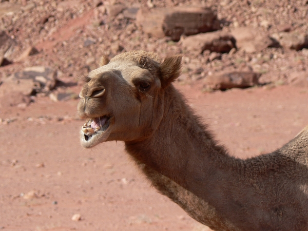 wadi rum jordanie trekking kameel