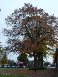 2011-10-29 Fietstochtje herfst (47)