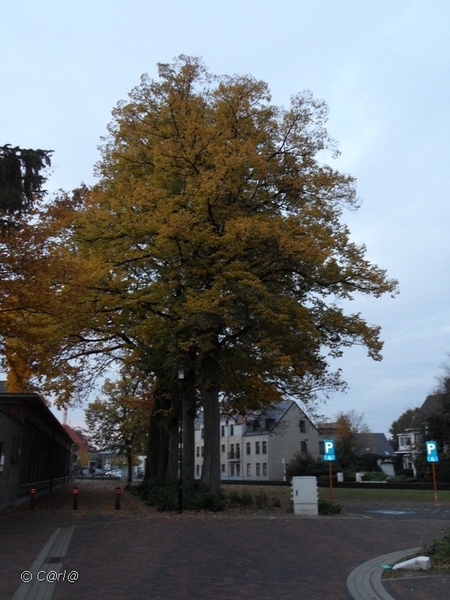 2011-10-29 Fietstochtje herfst (48)