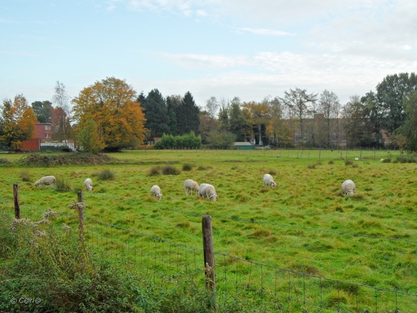 2011-10-29 Fietstochtje herfst (5)