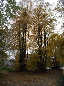 2011-10-29 Fietstochtje herfst (55)