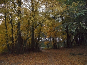 2011-10-29 Fietstochtje herfst (59)