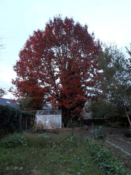 2011-10-29 Fietstochtje herfst (65)