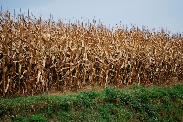 2011-11-08 JanMed Retie (114)